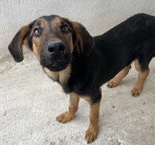 ASTERIS, Hund, Mischlingshund in Griechenland - Bild 10