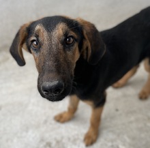 ASTERIS, Hund, Mischlingshund in Griechenland - Bild 11