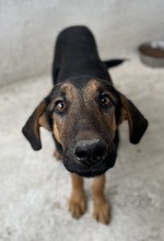 ASTERIS, Hund, Mischlingshund in Griechenland - Bild 2