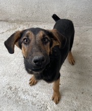 ASTERIS, Hund, Mischlingshund in Griechenland - Bild 5