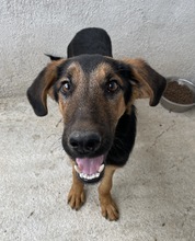 ASTERIS, Hund, Mischlingshund in Griechenland - Bild 6
