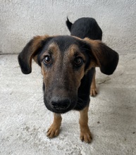 ASTERIS, Hund, Mischlingshund in Griechenland - Bild 8