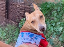 BENNY, Hund, Basenji-Mix in Malta - Bild 5