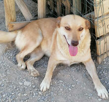 XUXA, Hund, Mischlingshund in Portugal - Bild 1