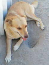 XUXA, Hund, Mischlingshund in Portugal - Bild 2