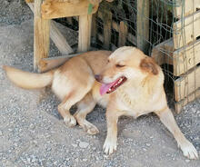XUXA, Hund, Mischlingshund in Portugal - Bild 6