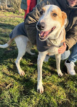 NADJI, Hund, Podenco in Aachen - Bild 3