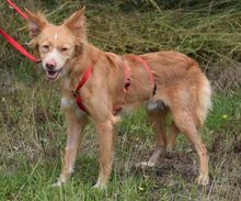 ZORILLO, Hund, Mischlingshund in Grefrath - Bild 2