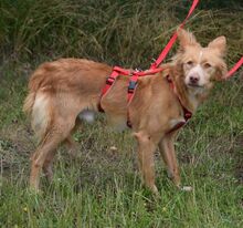 ZORILLO, Hund, Mischlingshund in Grefrath - Bild 3