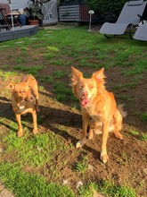ZORILLO, Hund, Mischlingshund in Grefrath - Bild 8
