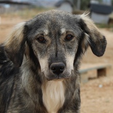 SMILLA, Hund, Mischlingshund in Griechenland - Bild 1