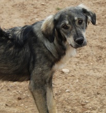 SMILLA, Hund, Mischlingshund in Griechenland - Bild 11