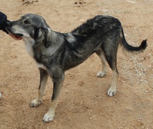 SMILLA, Hund, Mischlingshund in Griechenland - Bild 12
