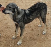 SMILLA, Hund, Mischlingshund in Griechenland - Bild 13