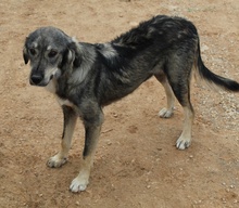 SMILLA, Hund, Mischlingshund in Griechenland - Bild 15