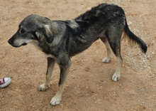 SMILLA, Hund, Mischlingshund in Griechenland - Bild 17