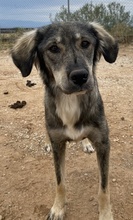 SMILLA, Hund, Mischlingshund in Griechenland - Bild 4