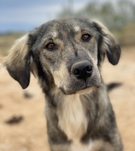 SMILLA, Hund, Mischlingshund in Griechenland - Bild 5