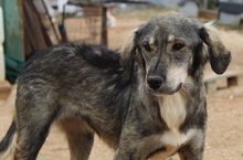SMILLA, Hund, Mischlingshund in Griechenland - Bild 8