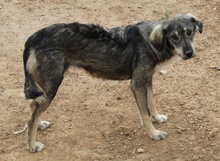 SMILLA, Hund, Mischlingshund in Griechenland - Bild 9