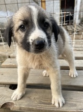 GRACE, Hund, Mischlingshund in Griechenland - Bild 5