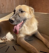 IZA, Hund, Mischlingshund in Griechenland - Bild 10