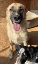 IZA, Hund, Mischlingshund in Griechenland - Bild 5