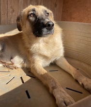 IZA, Hund, Mischlingshund in Griechenland - Bild 8
