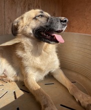 IZA, Hund, Mischlingshund in Griechenland - Bild 9