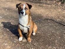JACK, Hund, Jack Russell Terrier-Mix in Georgsmarienhütte - Bild 1