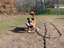 JACK, Hund, Jack Russell Terrier-Mix in Georgsmarienhütte - Bild 10
