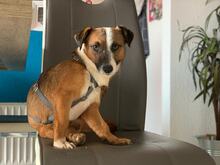 JACK, Hund, Jack Russell Terrier-Mix in Georgsmarienhütte - Bild 13