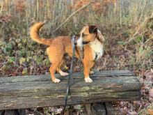 JACK, Hund, Jack Russell Terrier-Mix in Georgsmarienhütte - Bild 15