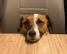 JACK, Hund, Jack Russell Terrier-Mix in Georgsmarienhütte - Bild 17