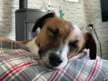 JACK, Hund, Jack Russell Terrier-Mix in Georgsmarienhütte - Bild 2