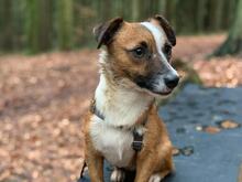 JACK, Hund, Jack Russell Terrier-Mix in Georgsmarienhütte - Bild 28