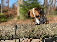 JACK, Hund, Jack Russell Terrier-Mix in Georgsmarienhütte - Bild 5