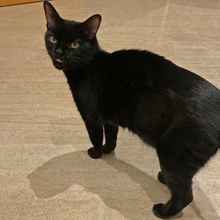 COCO, Katze, Europäisch Kurzhaar in Spanien - Bild 4
