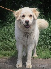 BELLO, Hund, Golden Retriever-Mix in Slowakische Republik - Bild 1