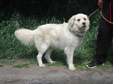 BELLO, Hund, Golden Retriever-Mix in Slowakische Republik - Bild 2