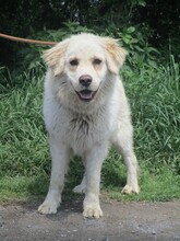BELLO, Hund, Golden Retriever-Mix in Slowakische Republik - Bild 3