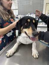 NELL, Hund, Mischlingshund in Griechenland - Bild 10