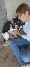 NELL, Hund, Mischlingshund in Griechenland - Bild 11