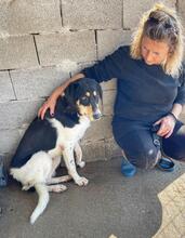 NELL, Hund, Mischlingshund in Griechenland - Bild 4
