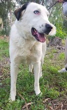 FOX, Hund, Mischlingshund in Griechenland - Bild 3