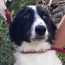 CLAUDIA, Hund, English Setter-Mix in Italien