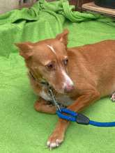 LISE, Hund, Podenco-Mix in Herten - Bild 3