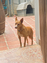 LISE, Hund, Podenco-Mix in Herten - Bild 7