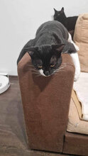 OREO, Katze, Hauskatze in Bulgarien - Bild 11