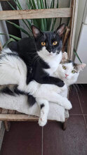 OREO, Katze, Hauskatze in Bulgarien - Bild 12